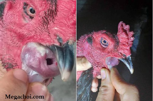 Cách chữa nấm họng cho gà chọi
