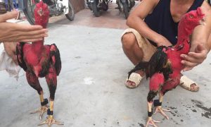 Cách om gà chọi đỏ đẹp