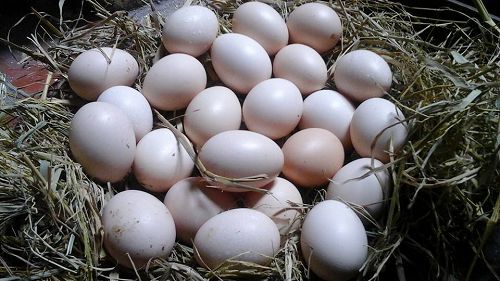 Bảo quản trứng gà ấp