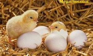 Những yếu tố ảnh hưởng đến tỷ lệ nở của trứng