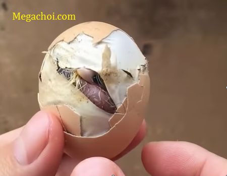 Gà chết trong trứng