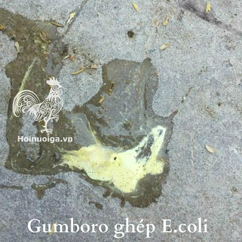 Phân Gà Bị Bệnh Gumboro Ghép E.coli