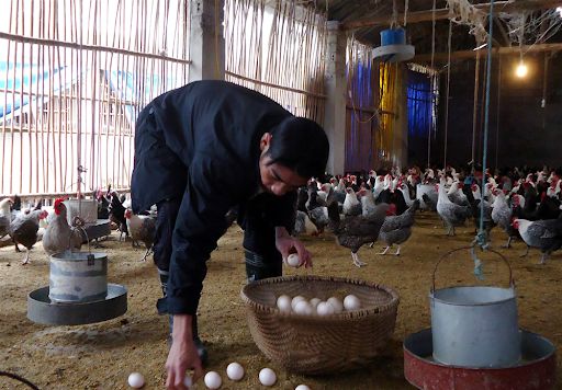 Nên làm ổ cho gà đẻ, nếu số lượng lớn có thể cho gà đẻ ra nền chuồng độn chấu