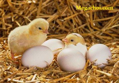 Những yếu tố ảnh hưởng đến tỷ lệ nở của trứng