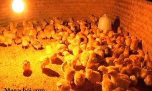 Đèn sưởi ấm cho gà