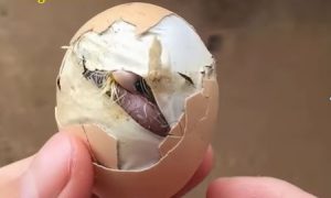 Gà chết trong trứng