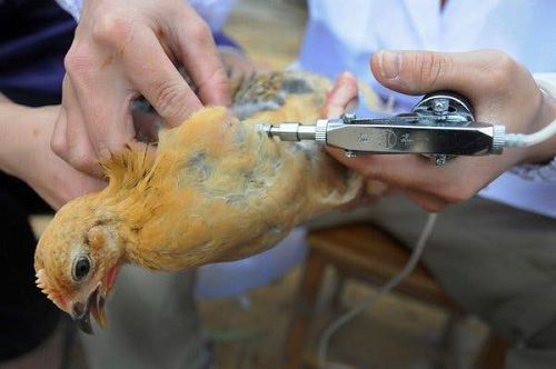 Tại sao gà đã làm vaccin nhưng vẫn bị bệnh?