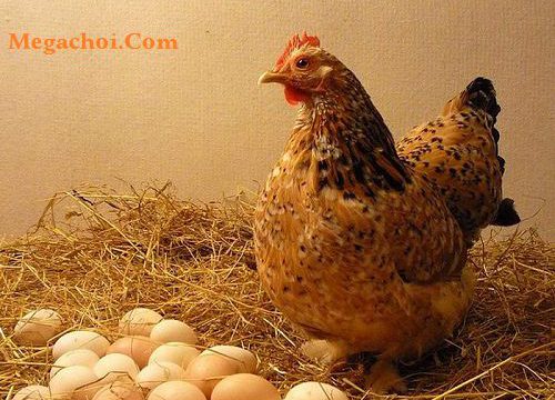 Phòng chống mầm bệnh xâm nhập vào trứng
