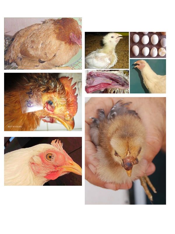 5 bệnh thường gặp ở gà chọi ảnh hưởng trực tiếp đến sức bền và hơi thở