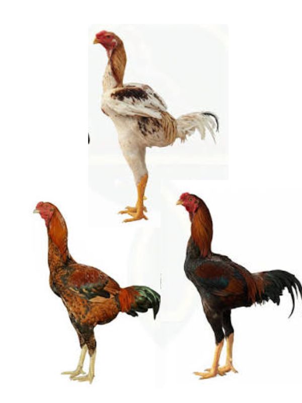 Các dòng Asil địa phương khác