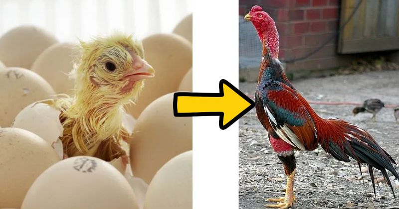 Cách ấp trứng gà chọi đúng kỹ thuật