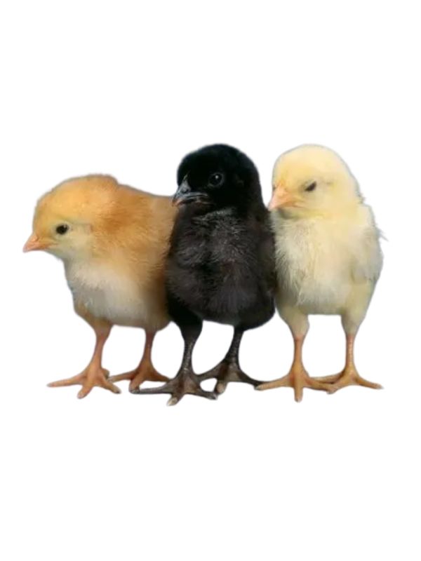 Cách chăm sóc gà Alis_ Từ gà con đến chiến kê
