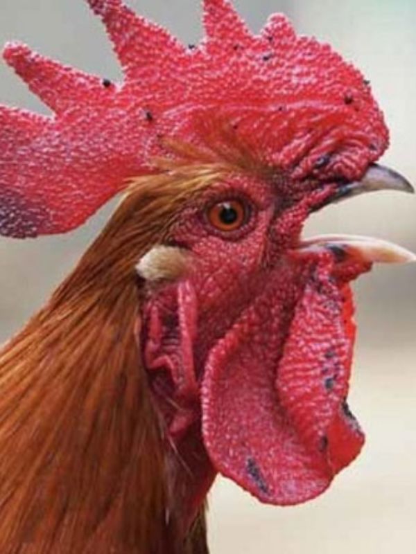 Cách chữa gà bị khò khè bằng thuốc thú y (kháng sinh)