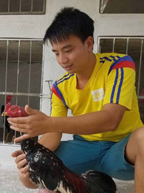 Cách chữa gà bị khò khè tại nhà bằng mẹo dân gian
