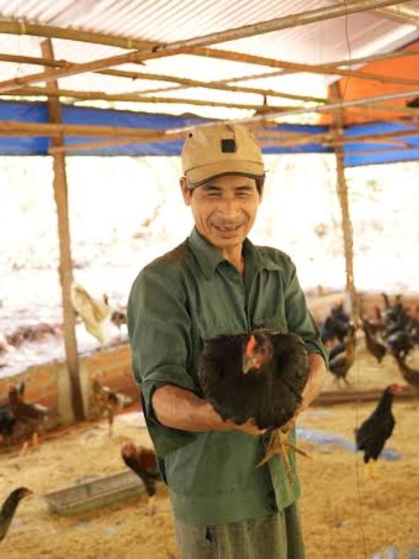Cách kiểm tra nhanh khi gà chọi bỏ ăn