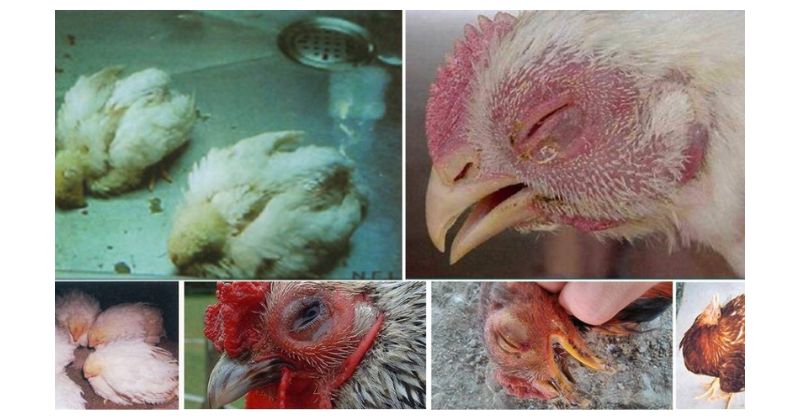 Cách nhận biết các bênh thường gặp ở gà chọi