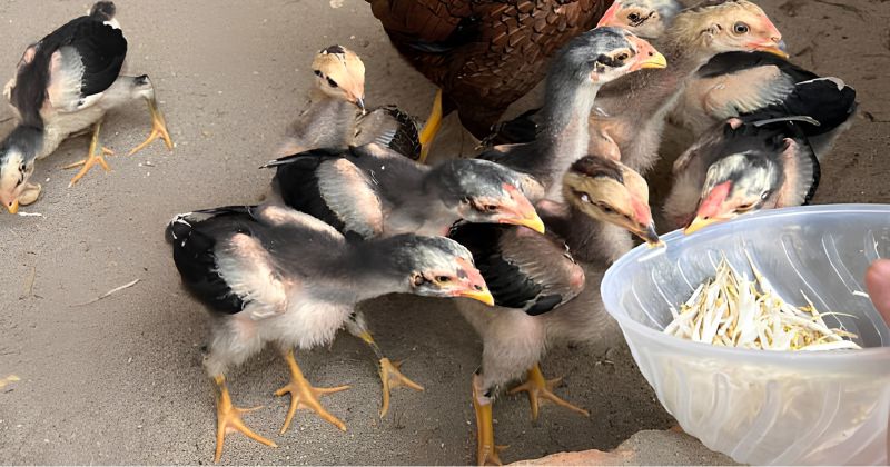 Cách nuôi gà chọi 1 tháng tuổi