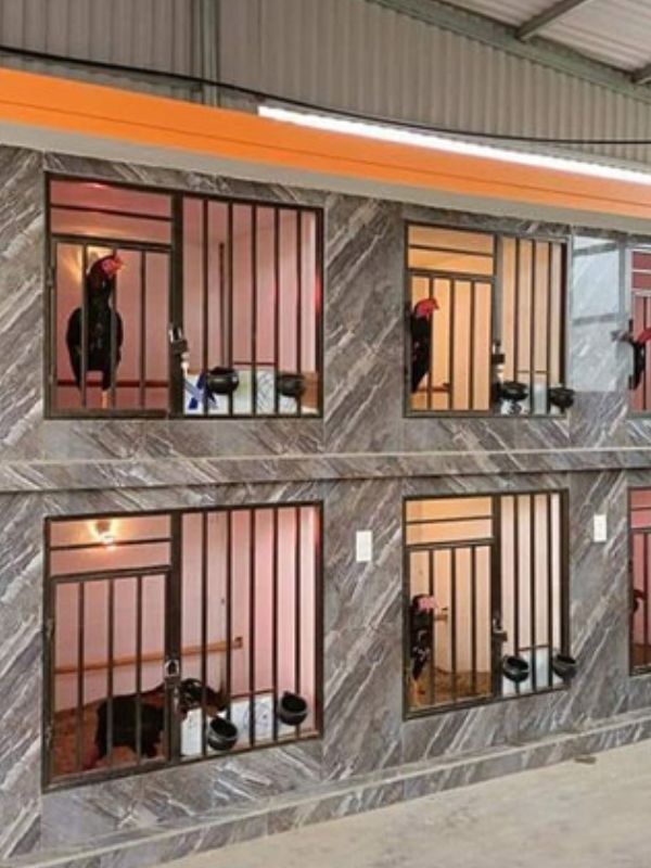 Cách phòng bệnh khò khè ở gà chọi hiệu quả và bền vững
