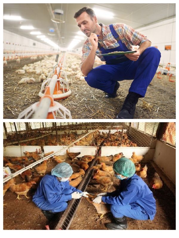 Cách phòng bệnh tổng thể cho đàn gà chọi theo hướng an toàn sinh học