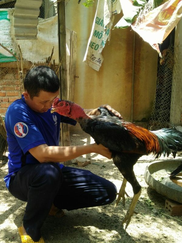 Chăm sóc gà chọi bị khò khè để nhanh hồi sức, ít để lại di chứng