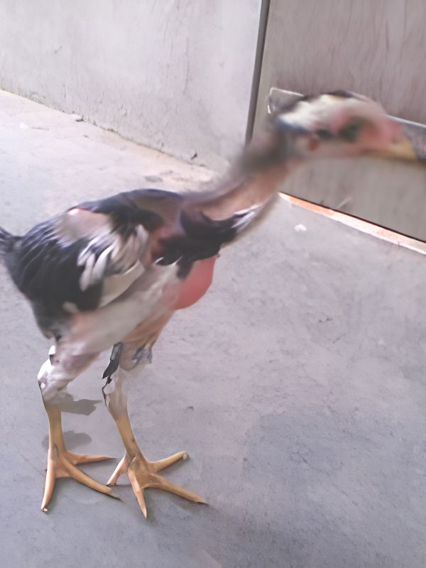Chăm sóc sức khỏe và phòng bệnh cho gà 1 tháng tuổi