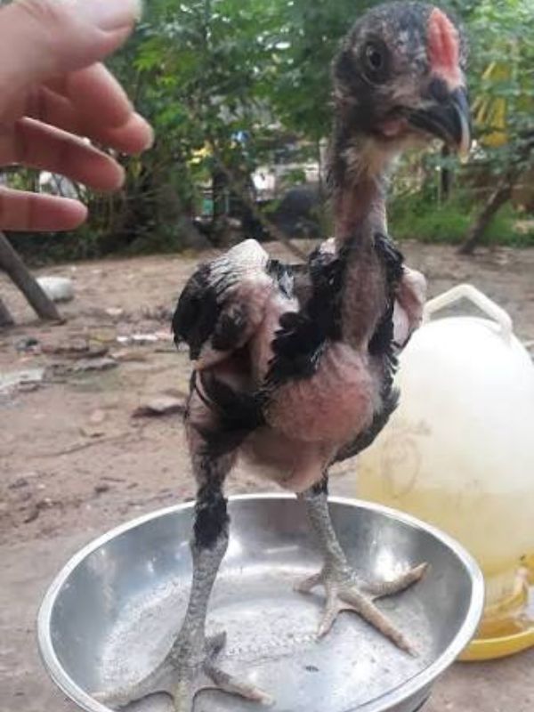 Đặc điểm gà chọi 1 tháng tuổi và mốc phát triển quan trọng