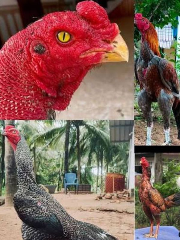 Đặc điểm nổi bật của giống gà Alis (Asil)