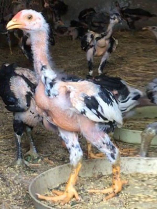 Dấu hiệu nhận biết sớm gà chọi ăn ít, bỏ ăn