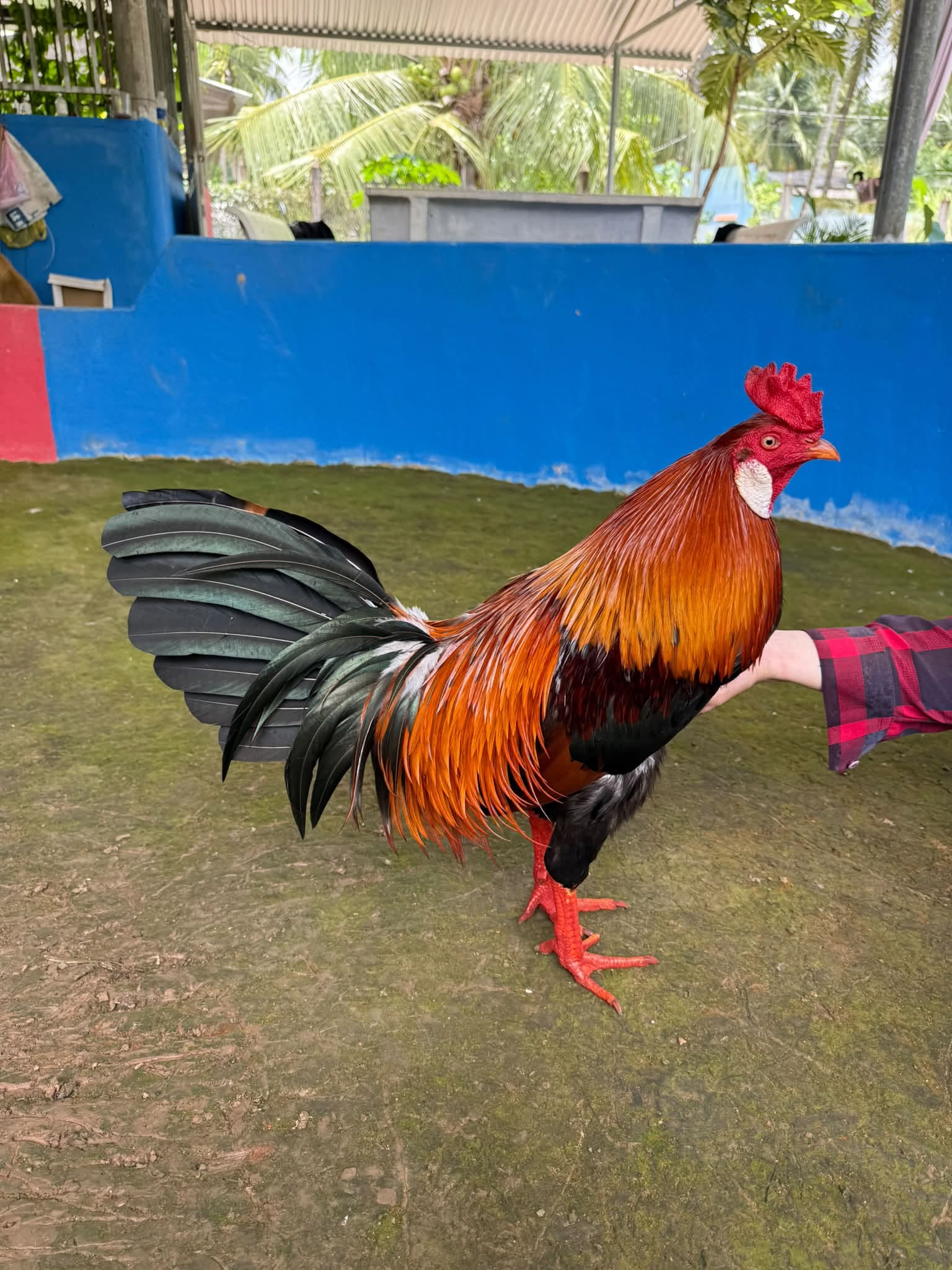 Gà Cựa Miền Tây