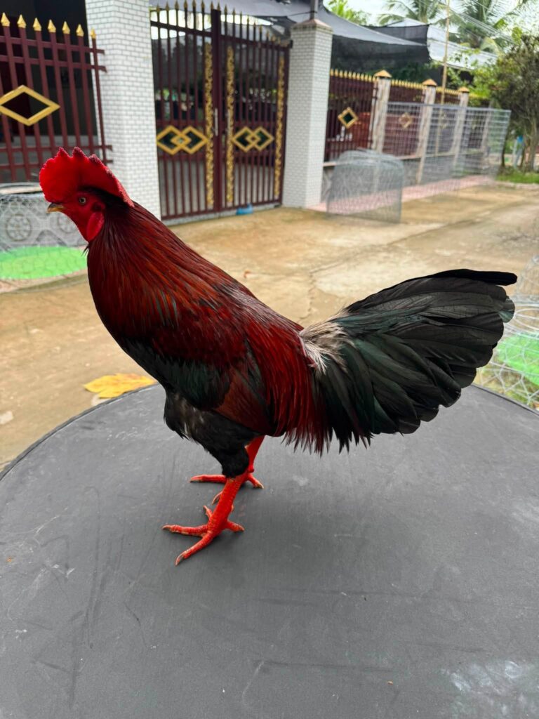 Gà điều chân vàng mồng lá