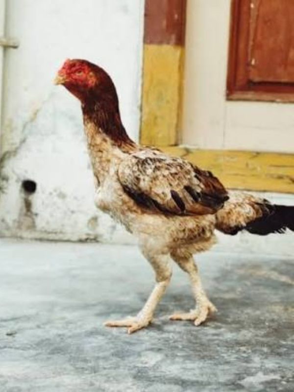 Gà Alis Reza (Reza Asil)