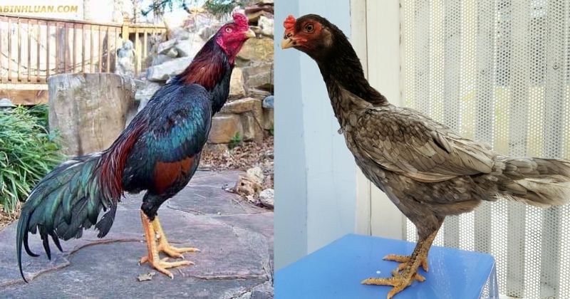 Gà Alis là gi