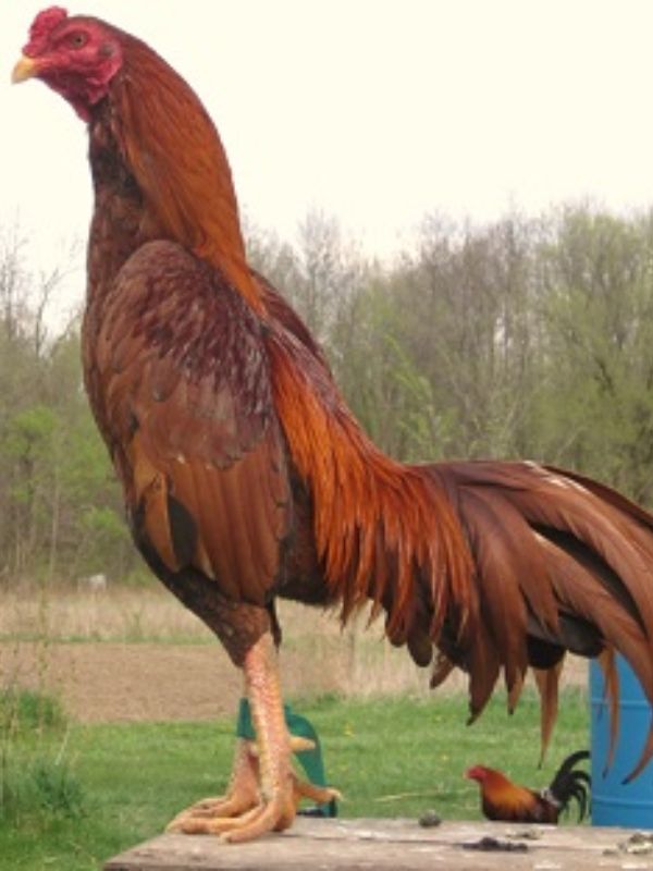Gà Asil