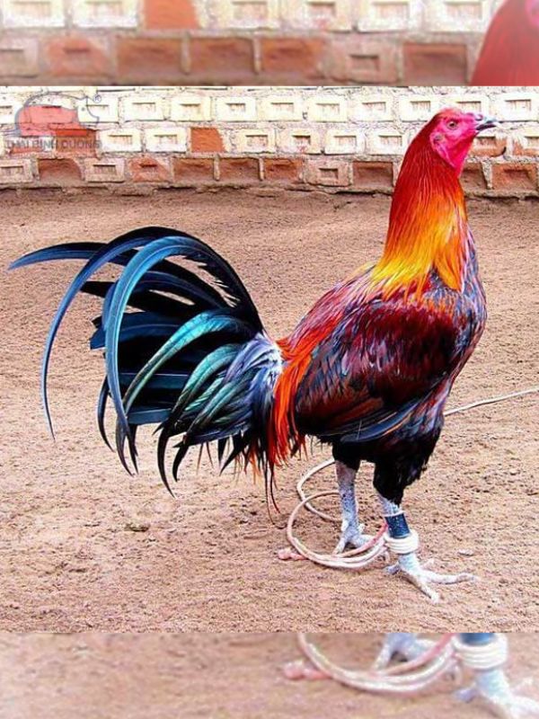 Gà Peru _ Gà Mỹ lai