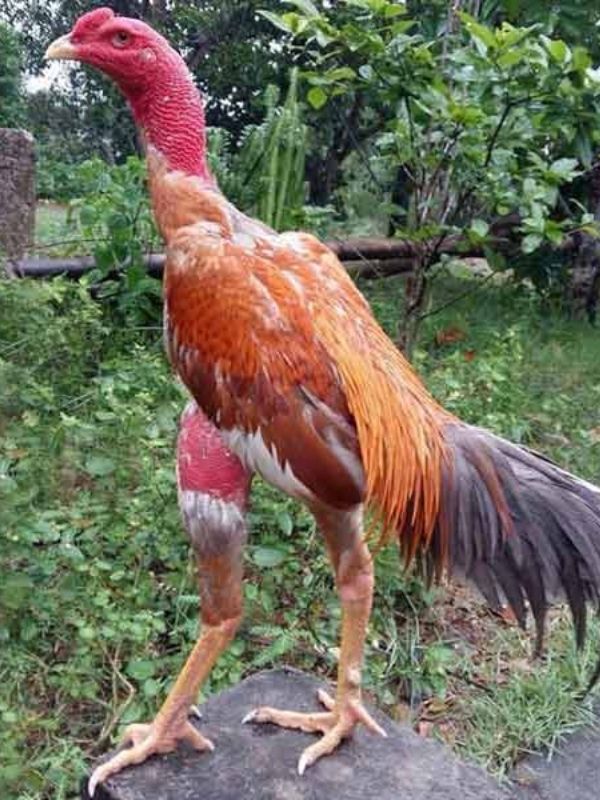 Gà chọi Cao Lãnh là giống gà gì và có nguồn gốc từ đâu