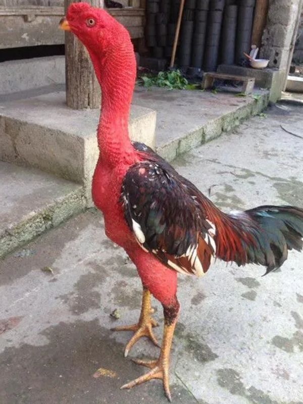 Gà chọi Cao Lãnh
