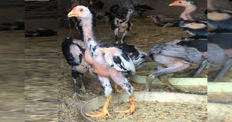 Gà chọi con chậm lớn và cách khắc phục