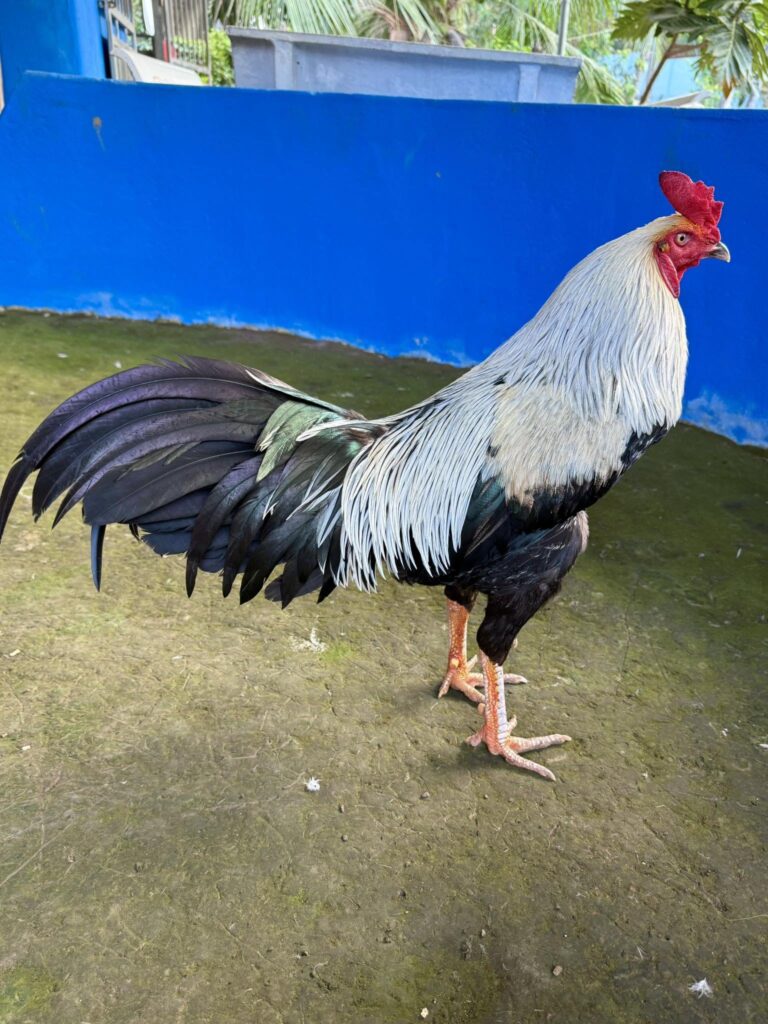 Gà chuối chân trắng