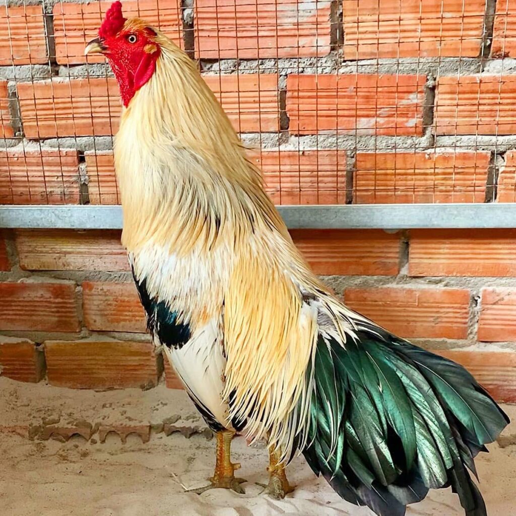 Gà chuối trắng chân xanh 3kg7