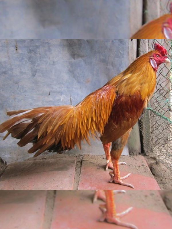 Gà nòi cựa (Gà bản địa miền Tây)