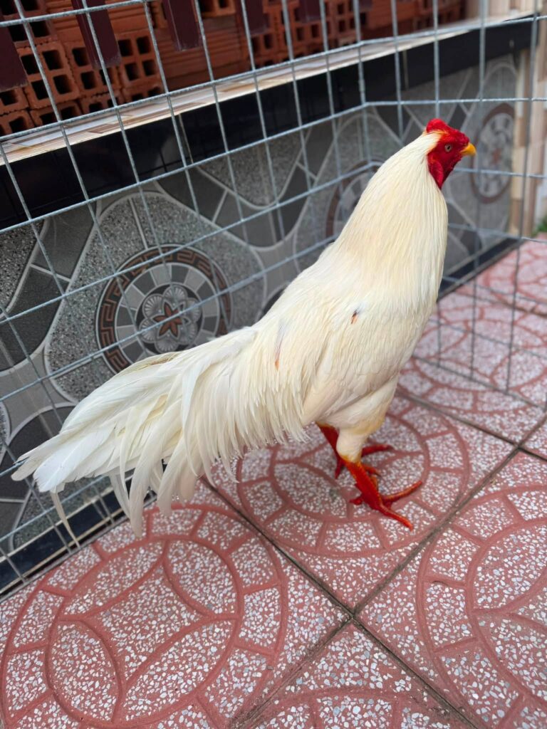 Gà úa chân vàng đang vào nghệ chân