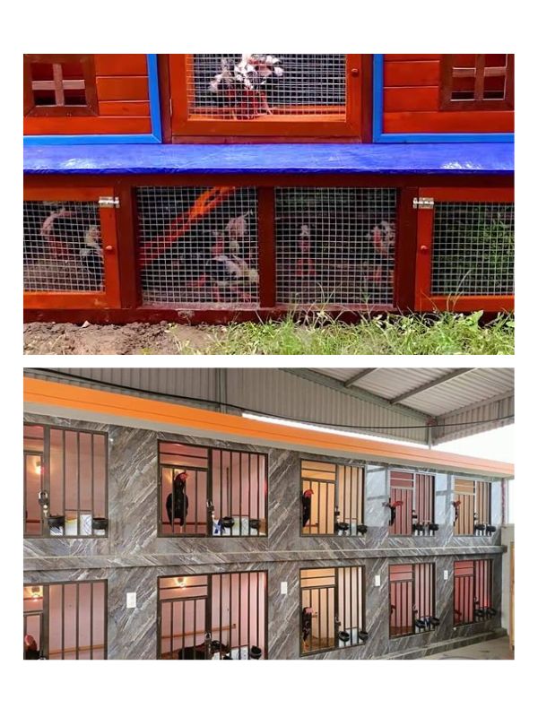 Gợi ý setup chuồng gà chọi dễ vệ sinh, ít bệnh