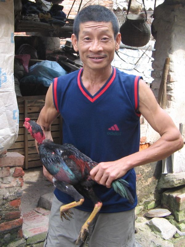 Khi nào cần đưa gà tới thú y hoặc nhờ sư kê già dặn