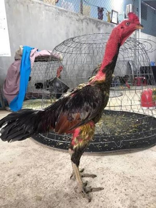 Kỹ thuật chăm sóc và dinh dưỡng cho gà chọi Cao Lãnh