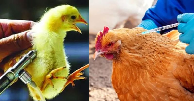 Lịch tiêm phòng gà chọi từ bé đến lớn