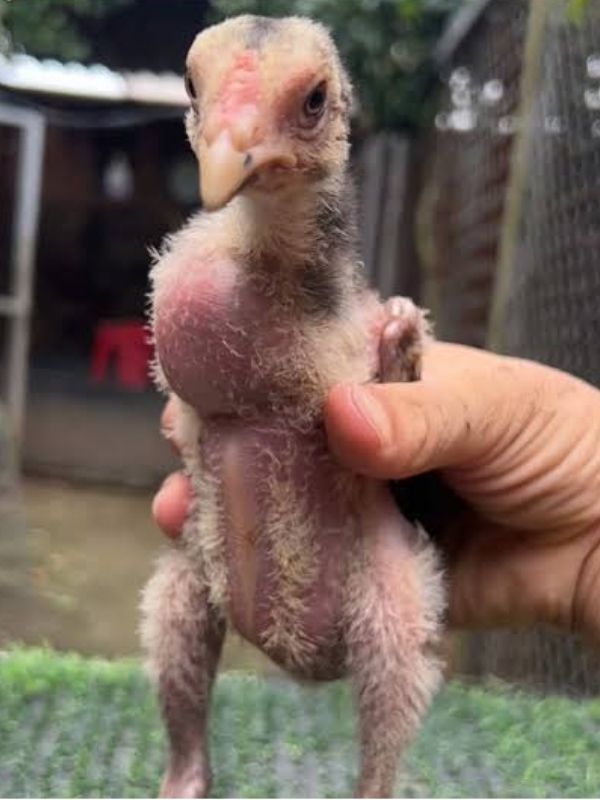 Mắc các loại bệnh