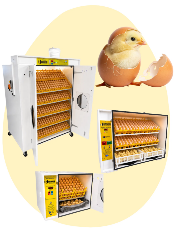 Máy ấp trứng gà chọi chuyên nghiệp