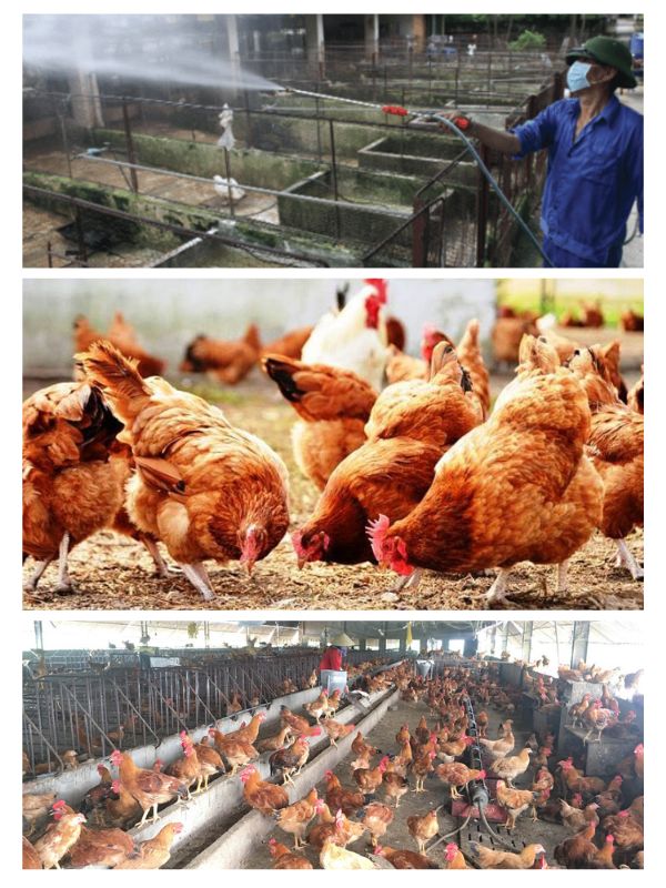 Một số lỗi thường gặp khi vệ sinh chuồng gà chọi
