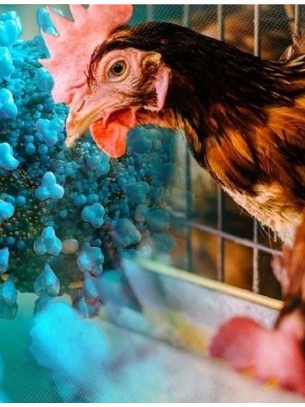 Nguyên tắc xây dựng lịch tiêm phòng cho gà chọi