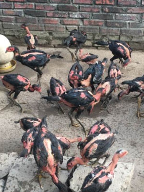 Quản lý đàn, tách nhóm và tập tính gà chọi con